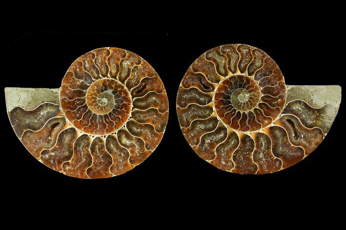 Sliced Ammonite Fossil - Agatized #114871